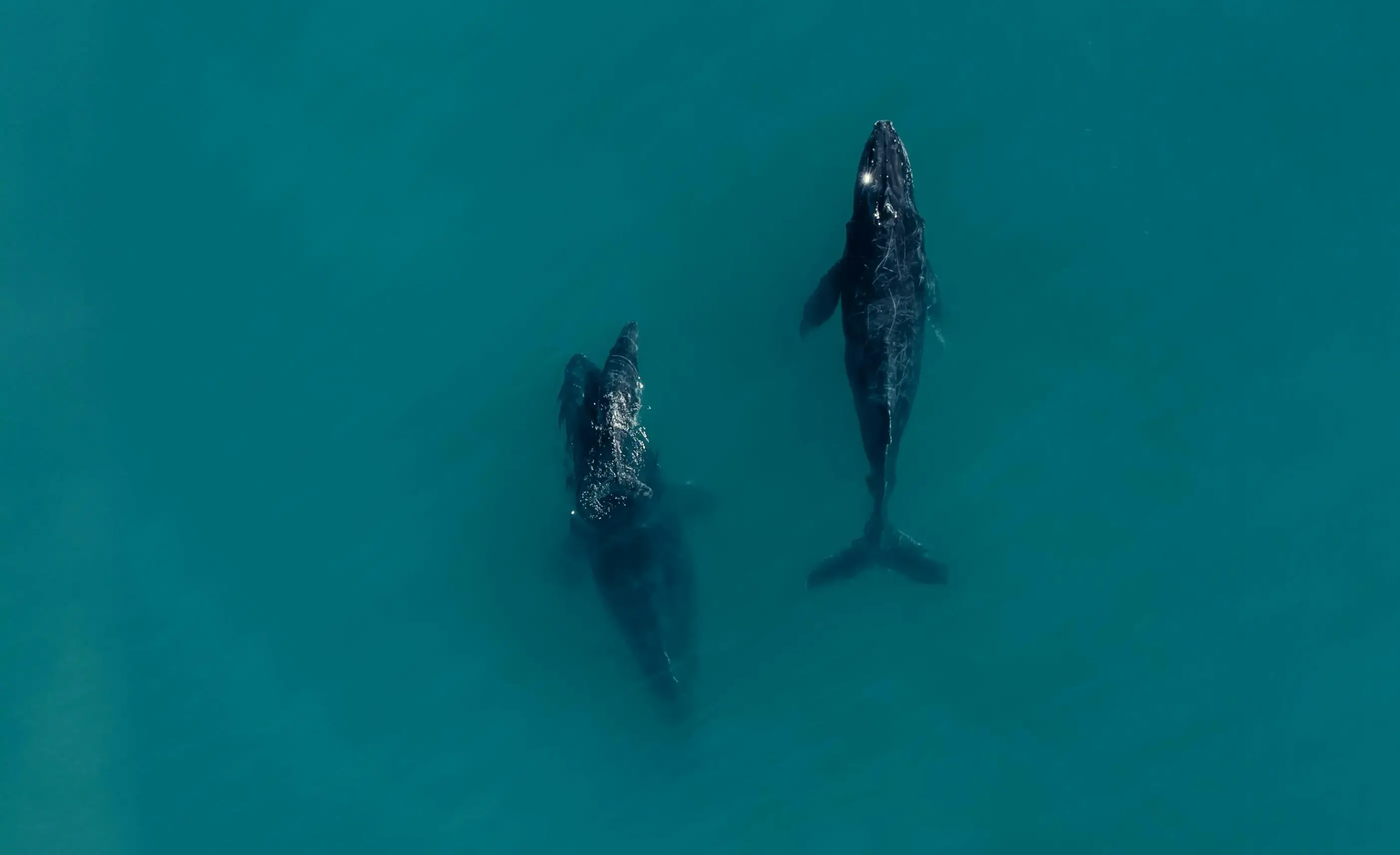 Whales